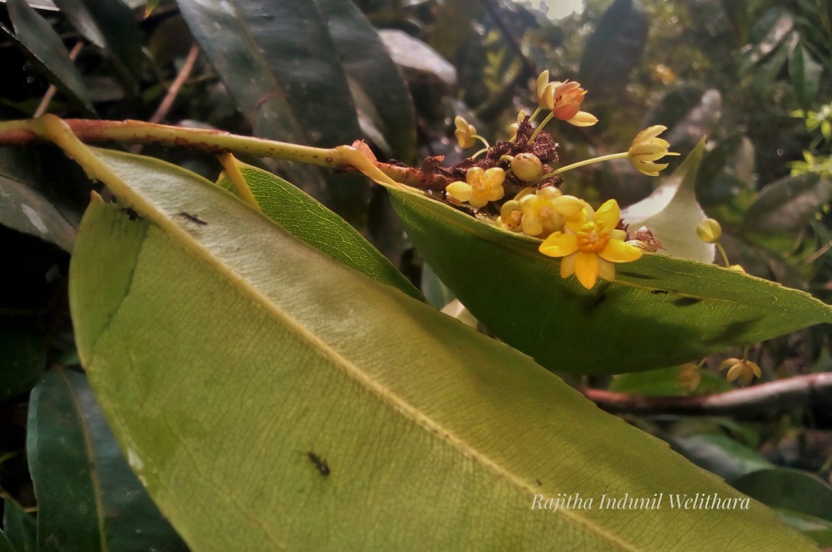 Campylospermum serratum (Gaertn.) Bittrich & M.C.E.Amaral